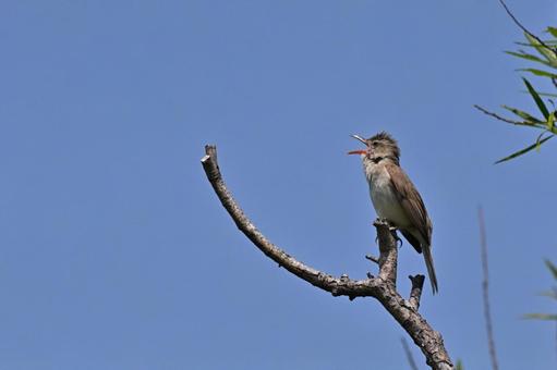 オオヨシキリ オオヨシキリ オオヨシキリ,野鳥,鳥類の写真素材
