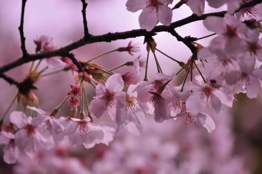 桜 桜の写真