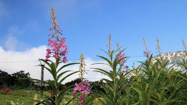 白馬五竜高山植物園 ヤナギラン 白馬五竜高山植物園 ヤナギランの写真