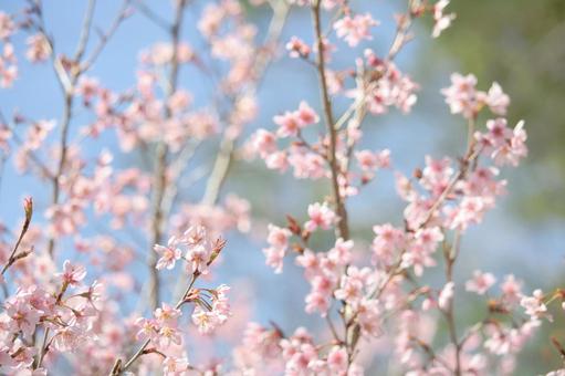 [素材] 桜の写真