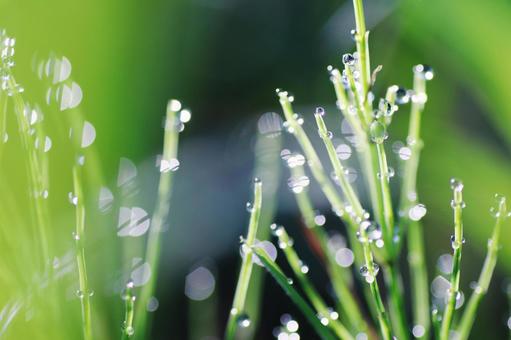 朝露に濡れる草の葉 朝露に濡れる草の葉 植物,自然,水滴の写真素材