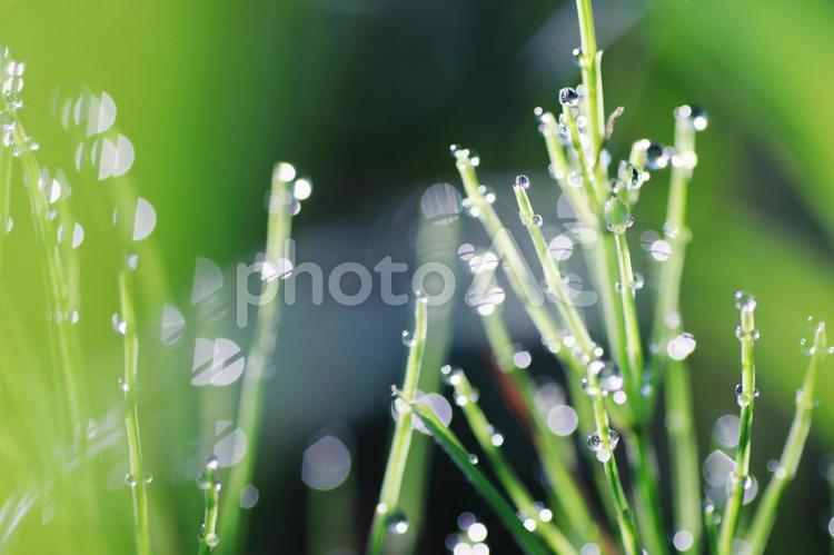 朝露に濡れる草の葉 植物,自然,水滴の写真素材