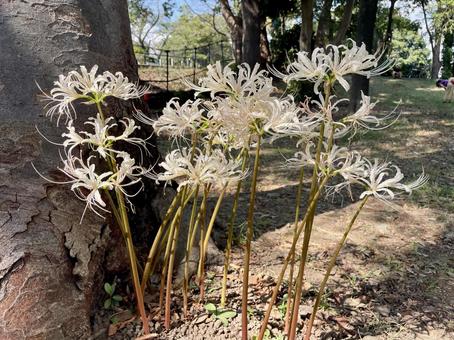 白いヒガンバナ(彼岸花) 白いヒガンバナ(彼岸花)の写真