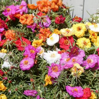 Colorful summer flower Matsubabotan, JPG