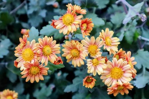 長寿 菊,花,flowerの写真素材