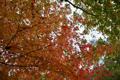 Autumn red leaves, JPG