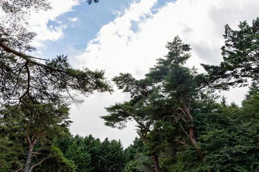 神社の松の木と9月の秋の青空 神社の松の木と9月の秋の青空 網走神社,松の木,松の写真素材