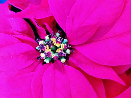 クリスマスを彩るポインセチア クリスマスを彩るポインセチア ポインセチア,花,植物の写真素材