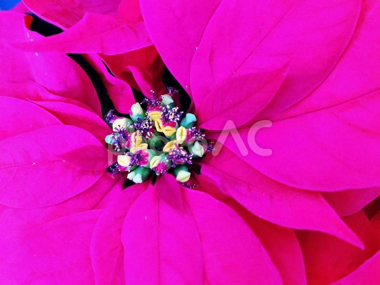 クリスマスを彩るポインセチア  ポインセチア,花,植物の写真素材