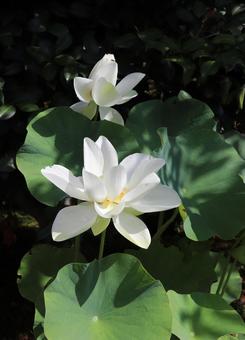 法金剛院 蓮の花 白君子蓮 法金剛院 蓮の花 白君子蓮 蓮の花,白君子蓮,蓮の写真素材