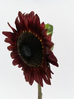 赤色のひまわり ひまわり,花,植物の写真素材