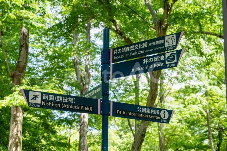 ［東京都武蔵野市・三鷹市］井の頭恩賜公園 井の頭恩賜公園,井の頭公園,公園の写真素材