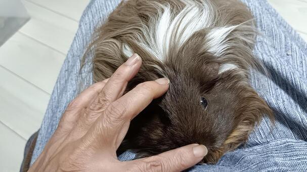 「膝の上で一休み」-長毛種のモルモット モルモット,長毛,シェルティの写真素材