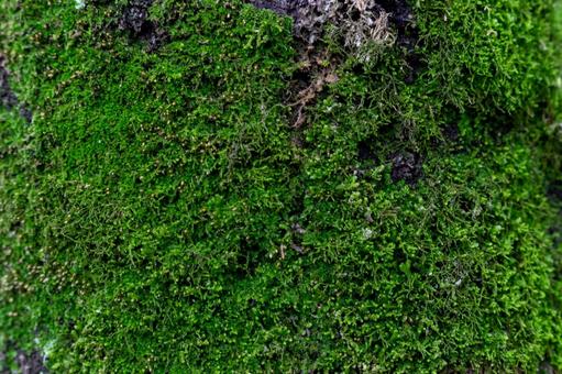 苔の生えた木のアップ 苔の生えた木のアップ 背景,バック,壁紙の写真素材