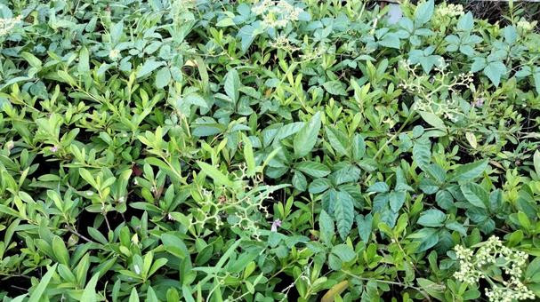 風で飛ばされた花と草 風で飛ばされた花と草の写真