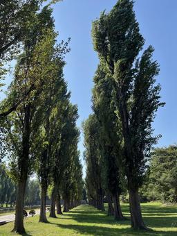 ポプラ並木 ポプラ並木 ポプラ,木,風景の写真素材