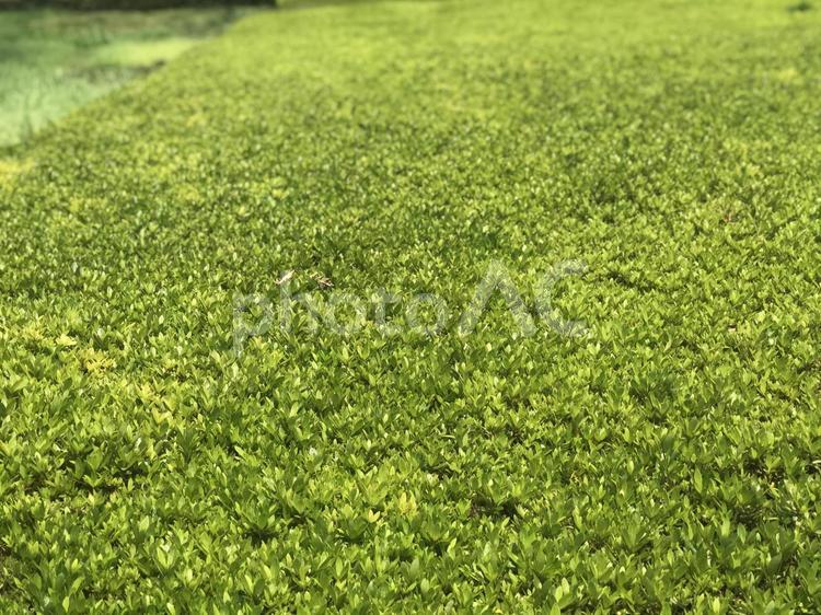 緑の絨毯 背景,緑,バックの写真素材