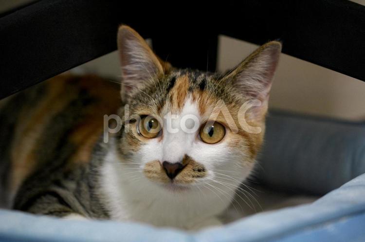 生後5ヶ月の三毛猫の子猫 猫,子猫,ネコの写真素材