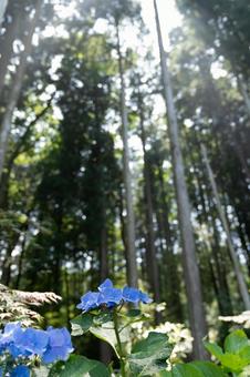 Hydrangea in the forest, JPG
