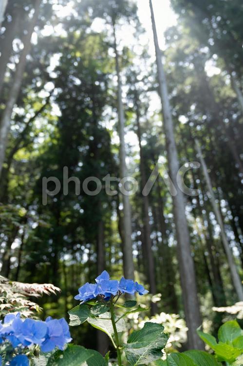山林の中の紫陽花 紫陽花,あじさい,アジサイの写真素材