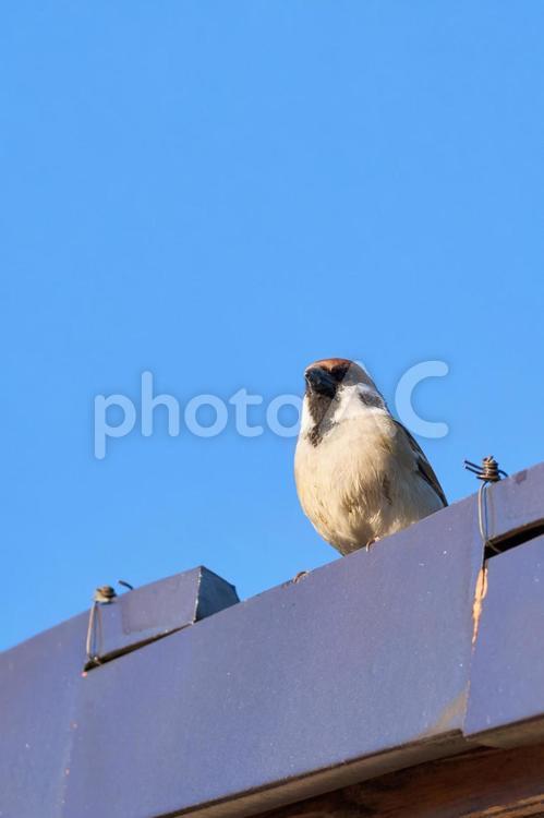 早朝青空の下瓦でぼーっとしている一羽の雀 雀,スズメ,ボーっとするの写真素材