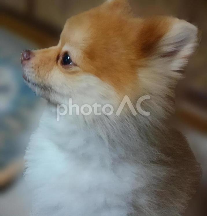 犬の横顔 ポメラニアン,ペット,黄昏の写真素材