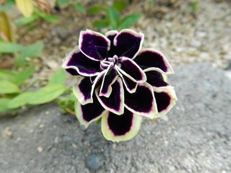 【花の写真】ベチュニア ペチュニア,衝羽根朝顔,植物の写真素材