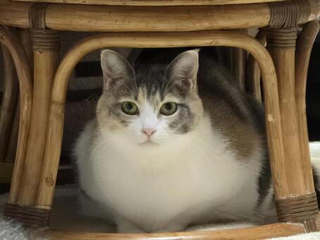 イスの下の猫 猫,ネコ,三毛猫の写真素材