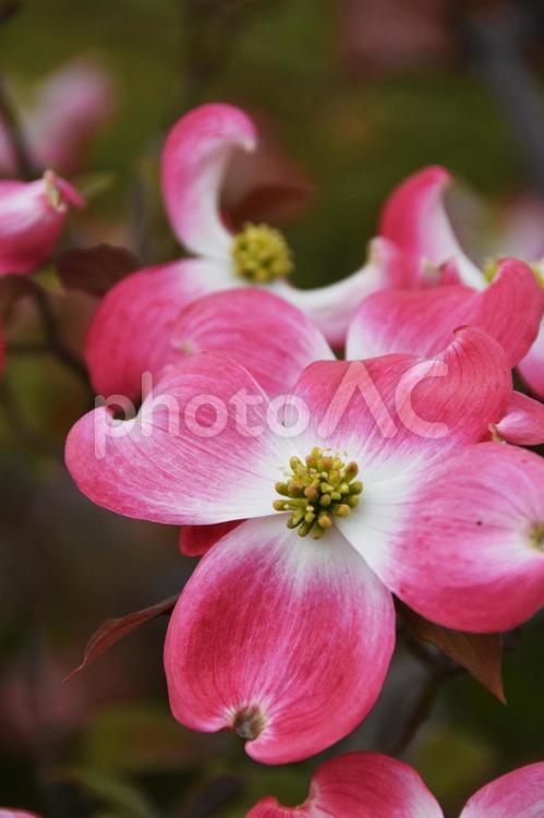 ハナミズキ（花水木） ハナミズキ,花水木,花の写真素材