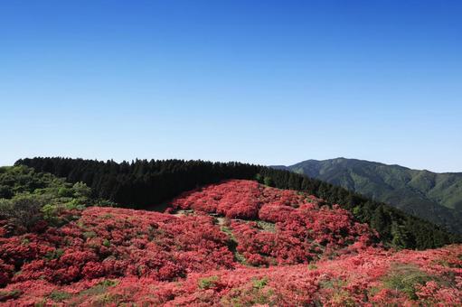 葛城高原-つつじ-満開 葛城高原-つつじ-満開 葛城高原,つつじ,満開の写真素材