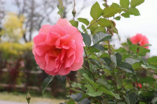Rose, JPG Rose, JPG