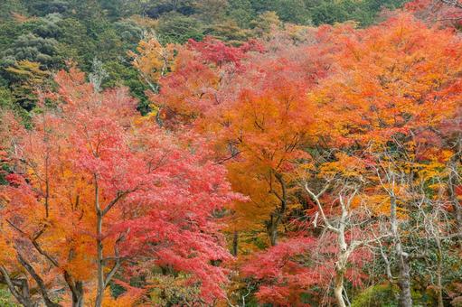 秋の色づいた赤色のもみじ4 秋の色づいた赤色のもみじ4 もみじ,秋,モミジの写真素材