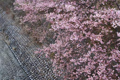石垣と桜の写真