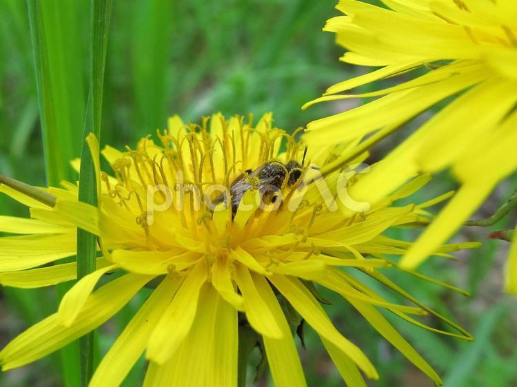 たんぽぽと昆虫ホソヒラタアブ たんぽぽ,ホソヒラタアブ,黄色い花の写真素材