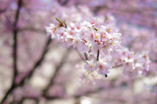 cherry blossom spring scenery, JPG