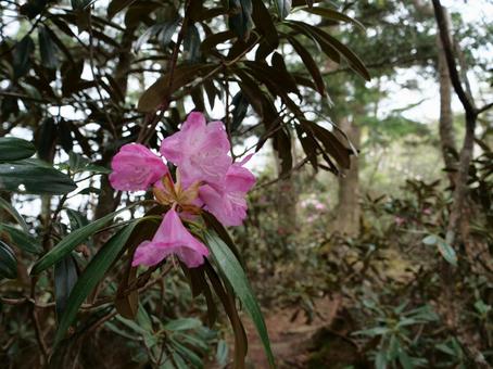 飛龍山のシャクナゲ 飛龍山のシャクナゲ 石楠花,しゃくなげ,シャクナゲの写真素材