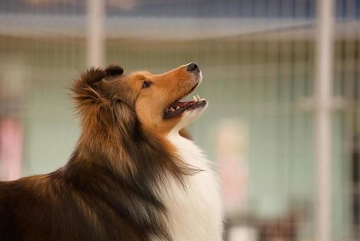 ドッグランのシェルティ ドッグランのシェルティ ベット,犬,シェルティの写真素材