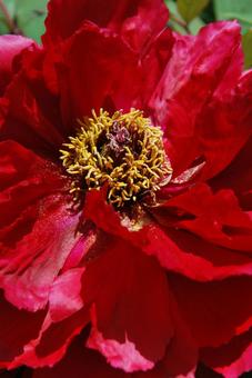 ボタンの花 ボタンの花の写真