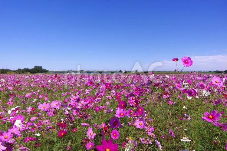 星合町コスモスと秋の青空 コスモス,自然,秋の写真素材