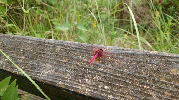 ベニトンボ ベニトンボ,トンボ,昆虫の写真素材