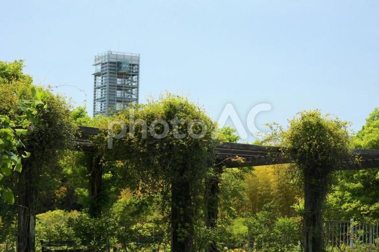 新緑とガーデンパーク展望塔 新緑,若芽,青葉の写真素材