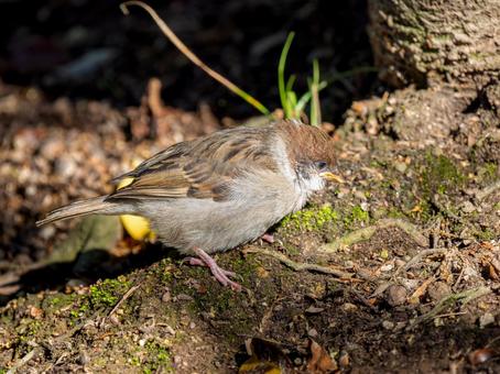 Young sparrow walking on the ground, JPG Young sparrow walking on the ground, JPG