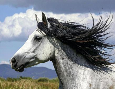 連銭葦毛の馬横顔 2026年干支 午年 連銭葦毛の馬横顔 2026年干支 午年の写真