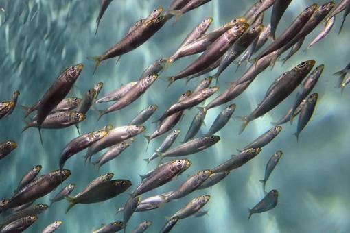 集団行動 集団行動 鰯,魚,生き物の写真素材