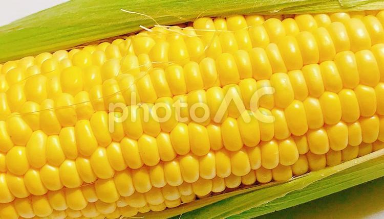 とうもろこし　穀物　夏野菜　イメージ　素材８ とうもろこし,トウモロコシ,コーンの写真素材