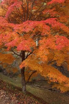 もみじ湖の紅葉 もみじ,赤,１１月の写真素材