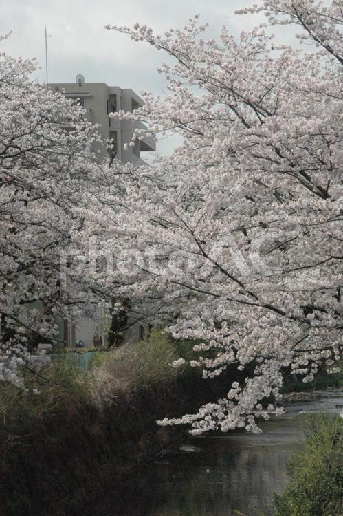 清明過ぎの川崎市麻生区の麻生川の桜の花 さくら,桜花,桜樹の写真素材