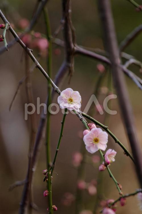 2月に梅が咲き始めた 梅,紅梅,早咲きの写真素材