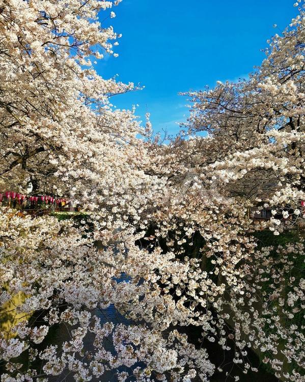 目黒川の桜 目黒川,桜,花見の写真素材