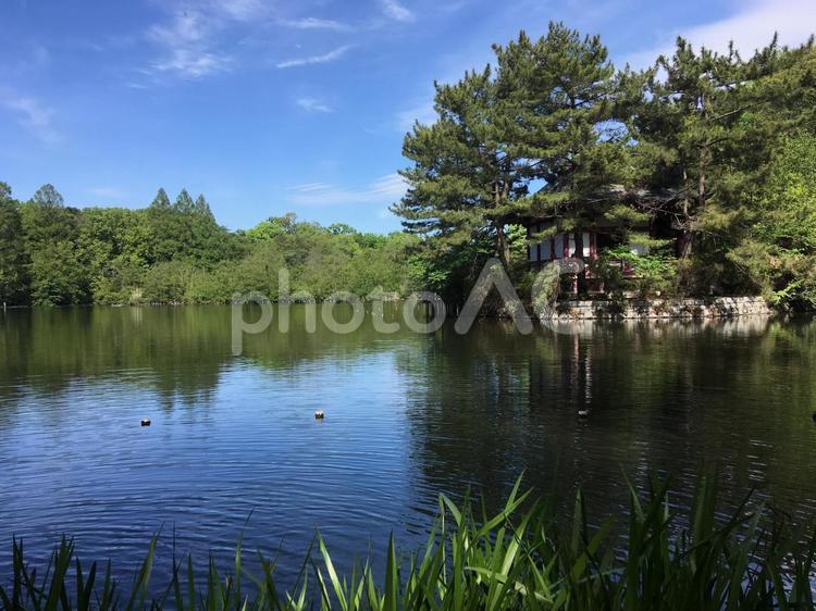 石神井公園の池 石神井公園,公園,池の写真素材